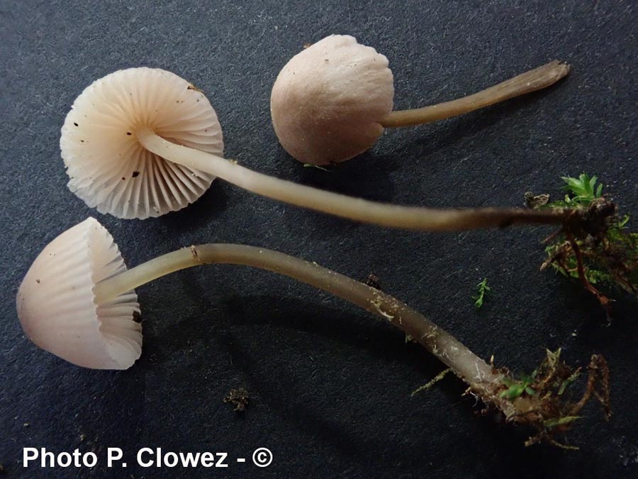 Mycena metata