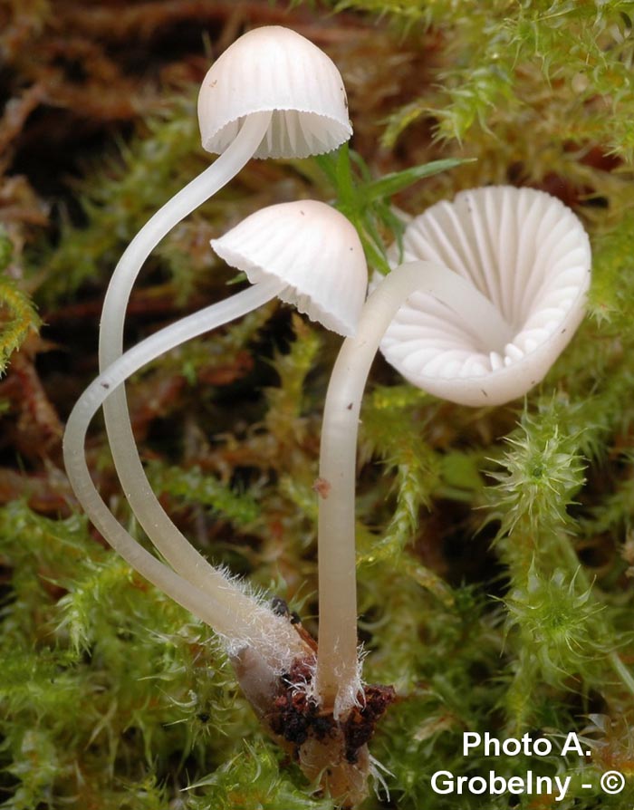 Mycena mirata