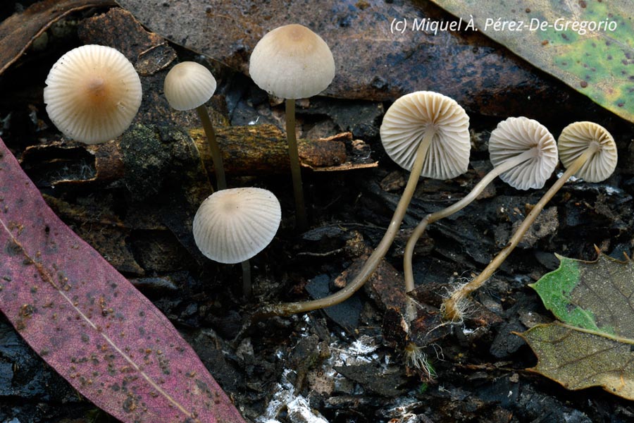 Mycena mirata