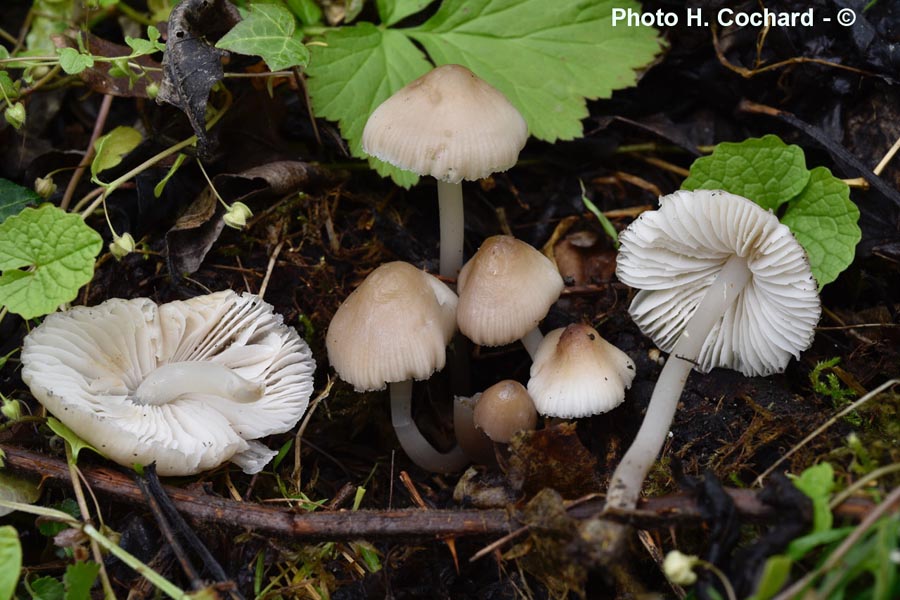 Mycena niveipes