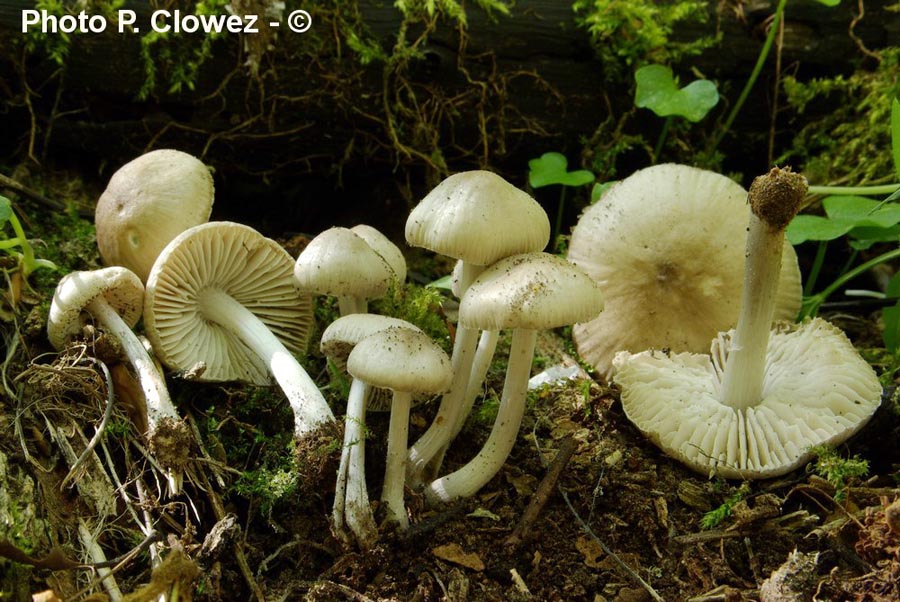 Mycena niveipes