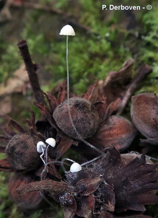 Mycena nucicola