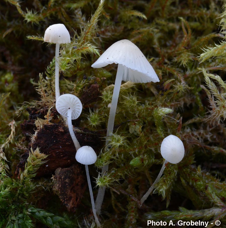 Mycena olida (Phloeomana minutula)