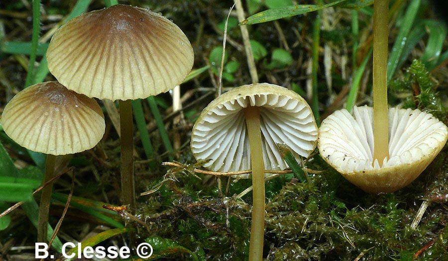 Mycena olivaceomarginata (Mycena olivaceomarginata f. thymicola, Mycena avenacea)