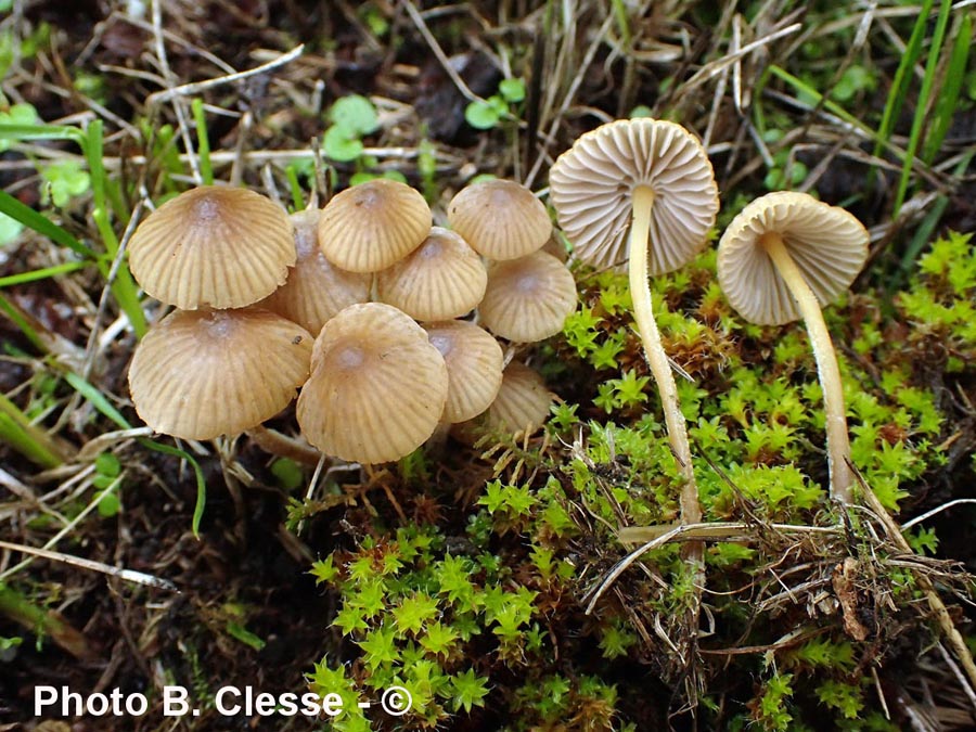 Mycena olivaceomarginata