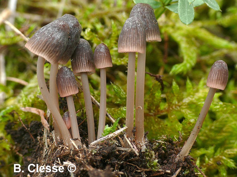 Mycena olivaceomarginata (Mycena olivaceomarginata f. thymicola, Mycena avenacea)