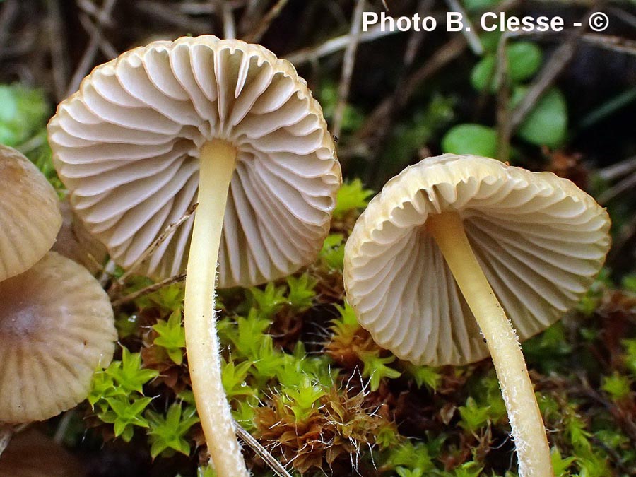 Mycena olivaceomarginata