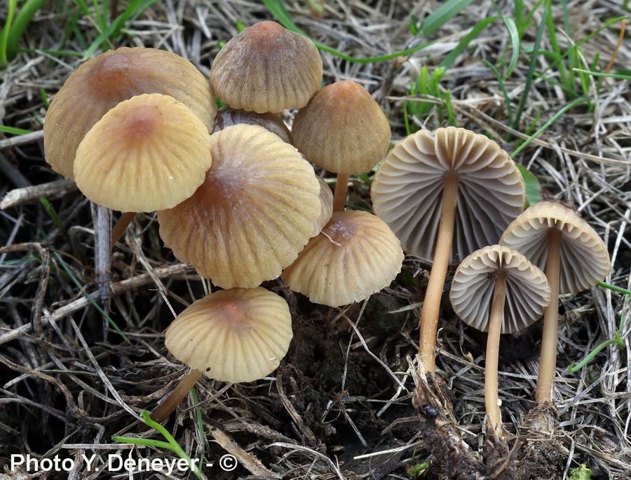 Mycena olivaceomarginata (Mycena avenacea)