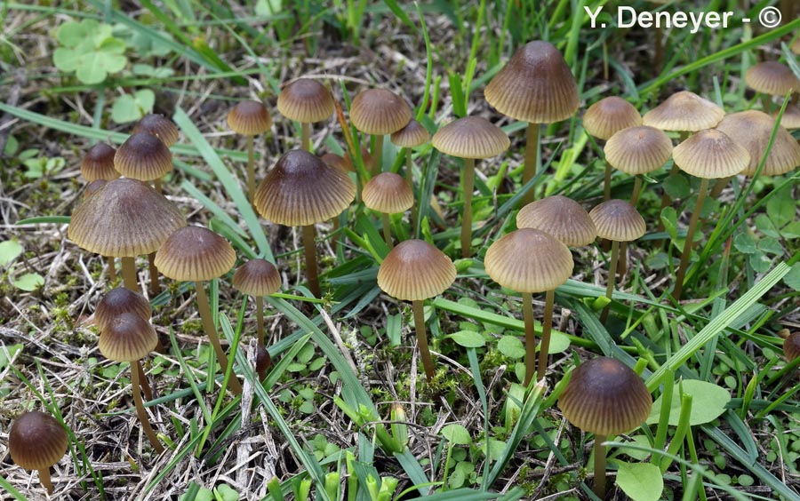 Mycena olivaceomarginata (Mycena avenacea)