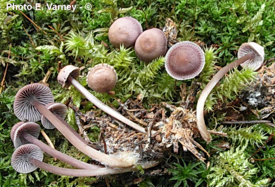 Mycena pearsoniana