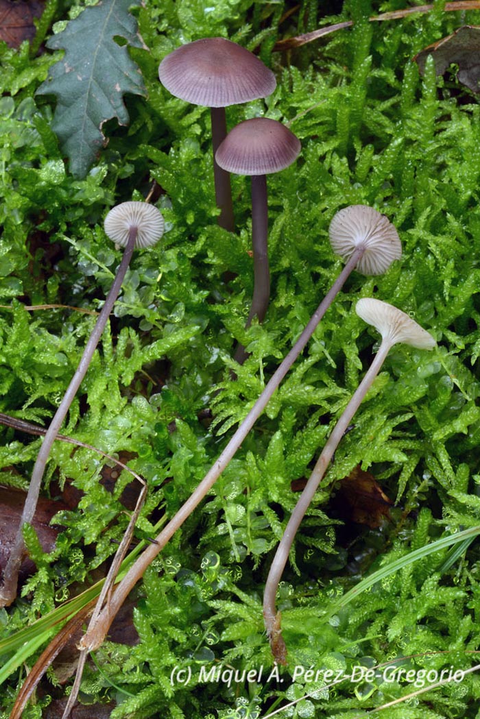 Mycena pearsoniana