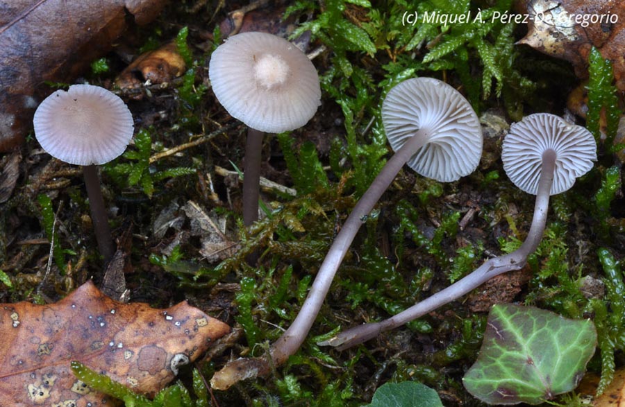 Mycena pearsoniana