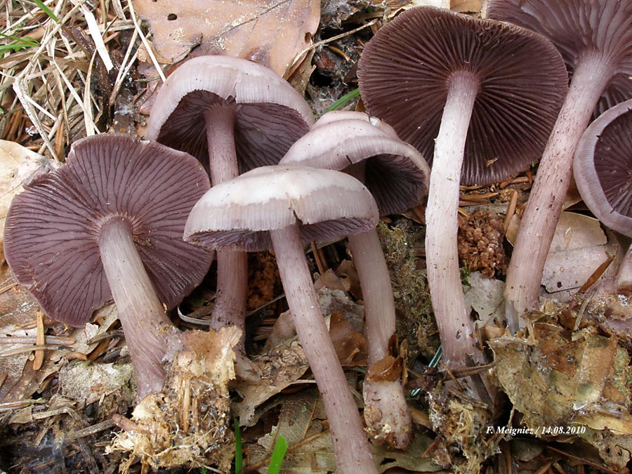 Mycena pelianthina