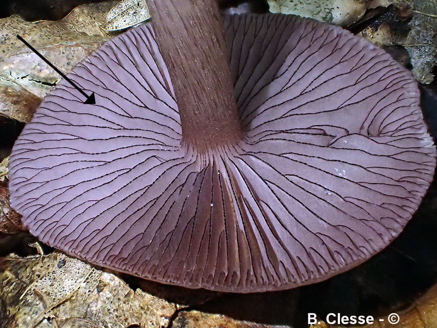 Mycena pelianthina