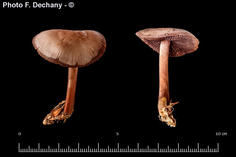 Mycena pelianthina