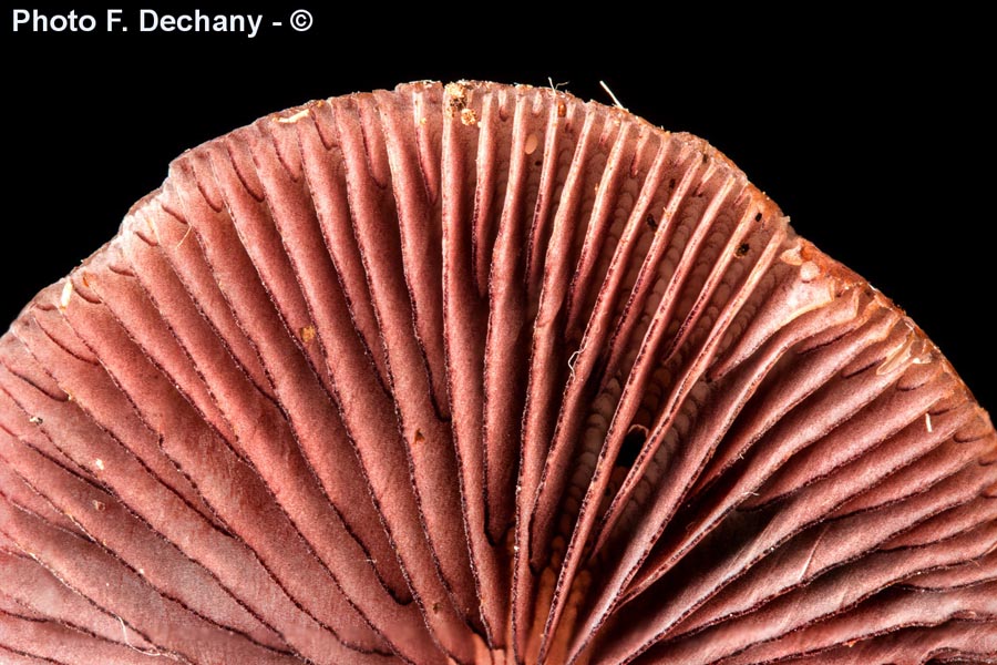 Mycena pelianthina