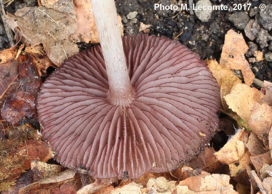 Mycena pelianthina