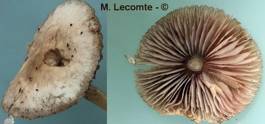 Mycena pelianthina