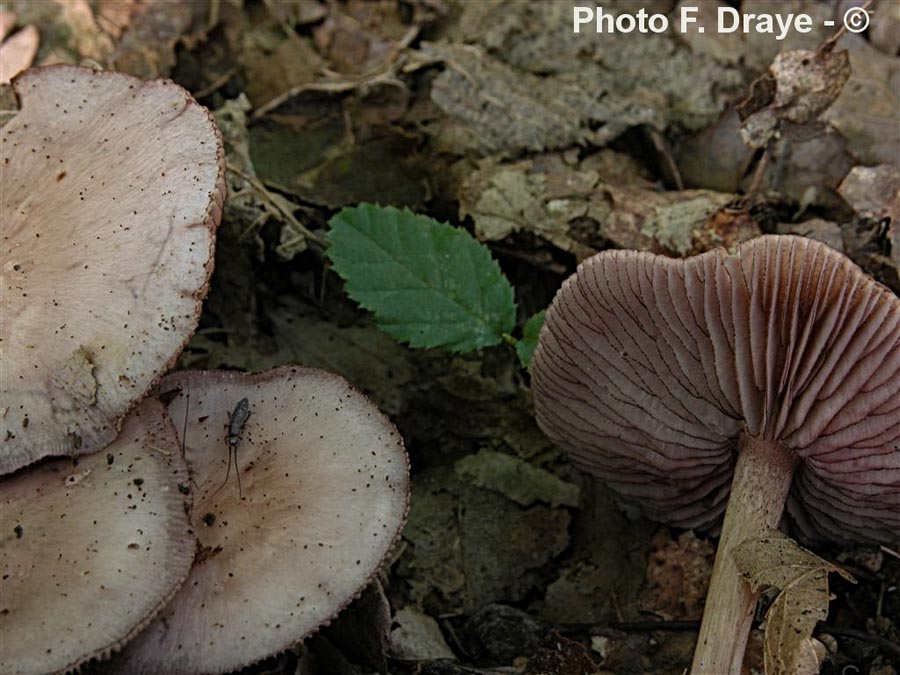 Mycena pelianthina