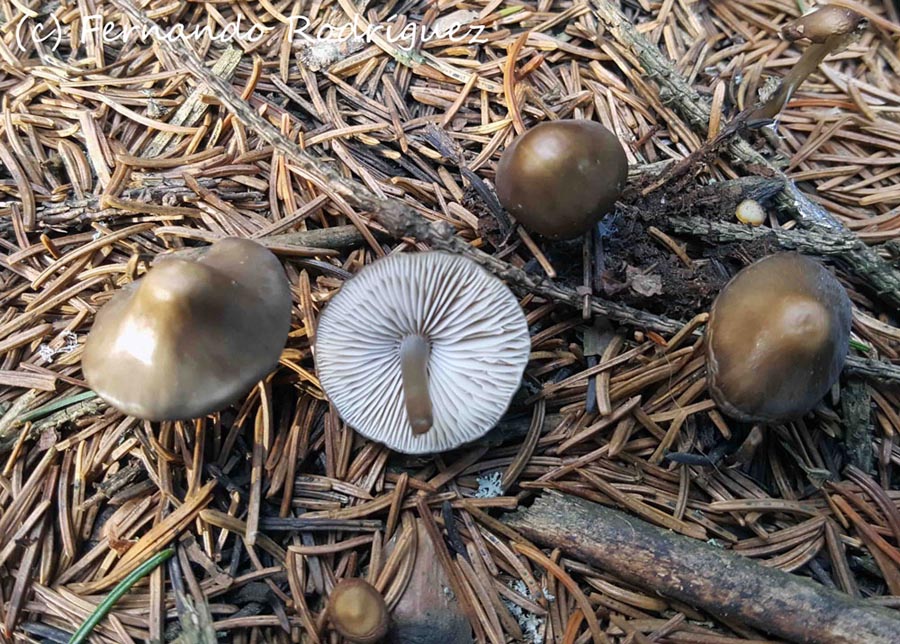 Mycena plumipes