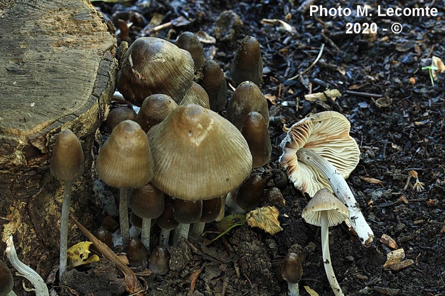 Mycena polygramma