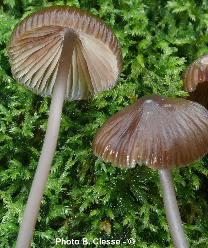 Mycena polygramma f. pumila