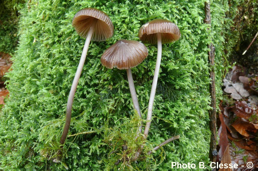 Mycena polygramma f. pumila