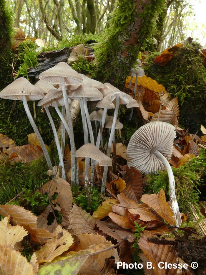 Mycena polygramma