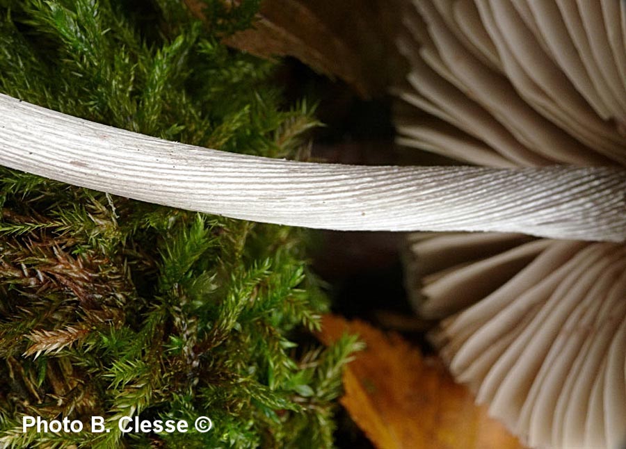 Mycena polygramma