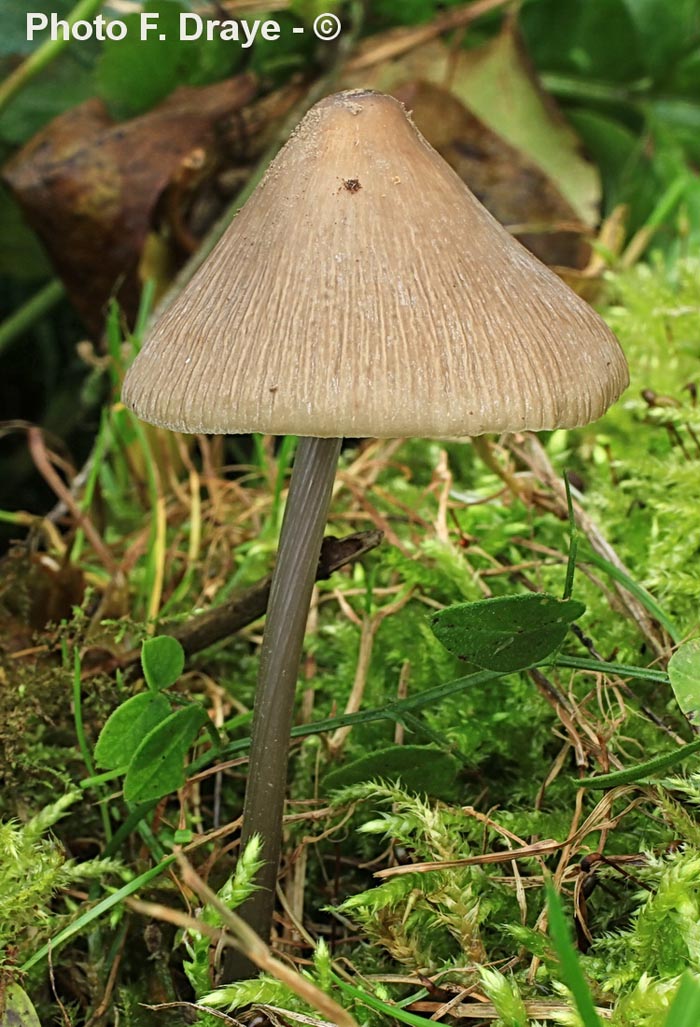 Mycena polygramma