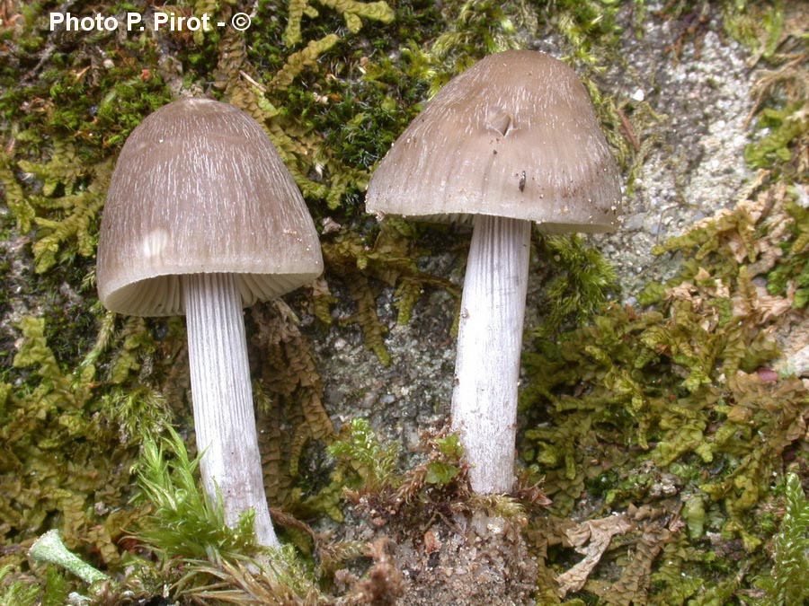 Mycena polygramma