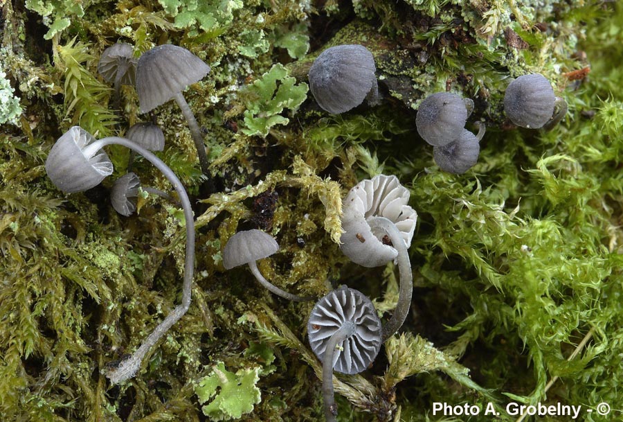 Mycena pseudocorticola