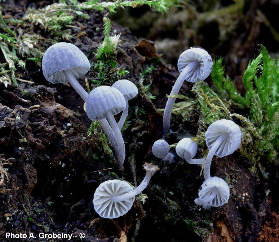 Mycena pseudocorticola