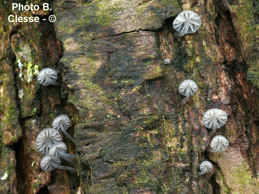 Mycena pseudocorticola