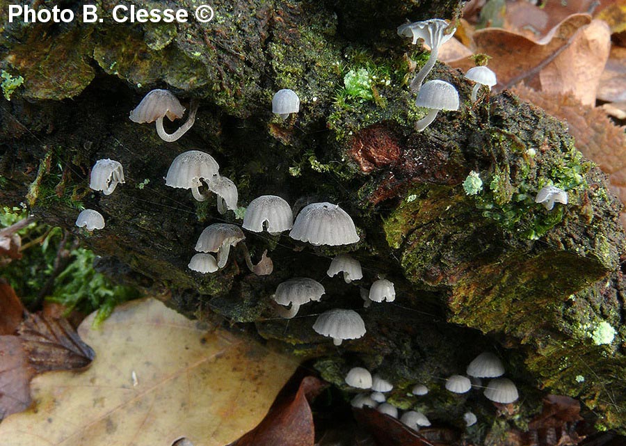 Mycena pseudocorticola