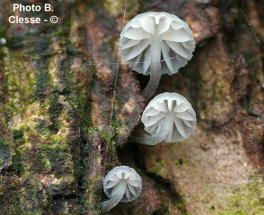 Mycena pseudocorticola