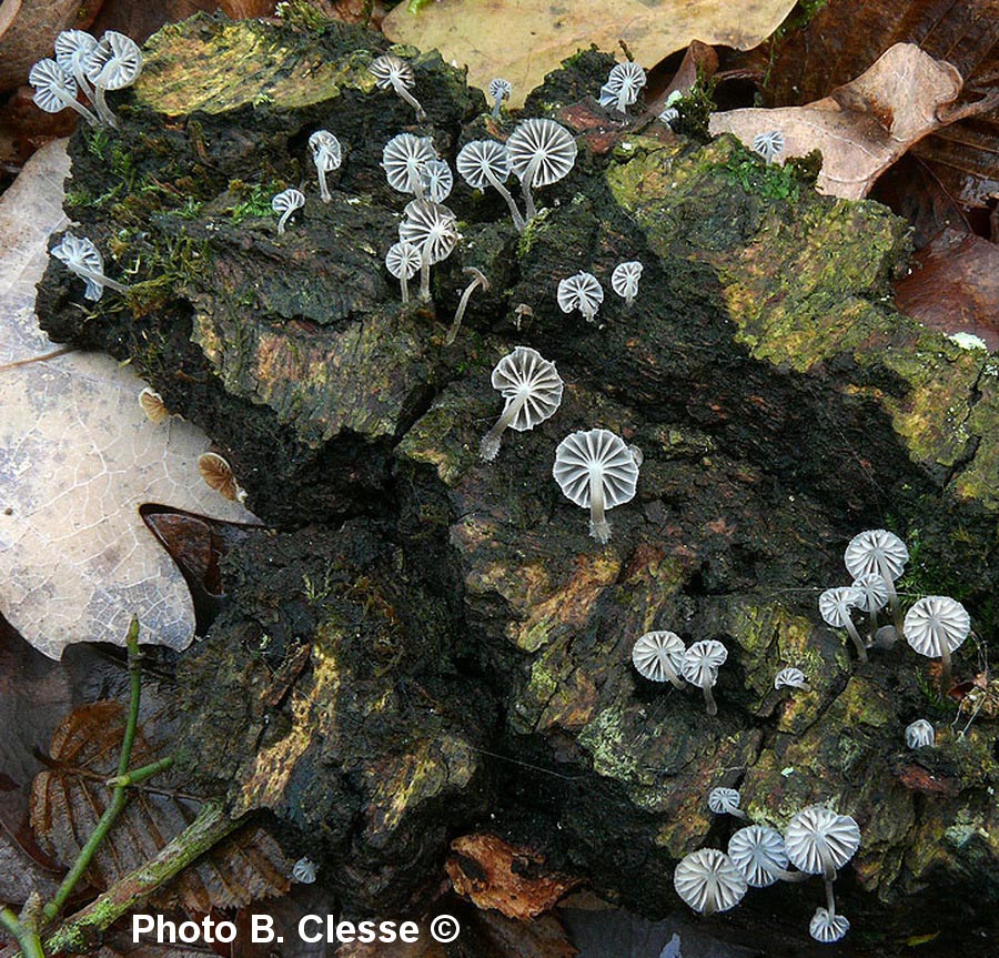 Mycena pseudocorticola