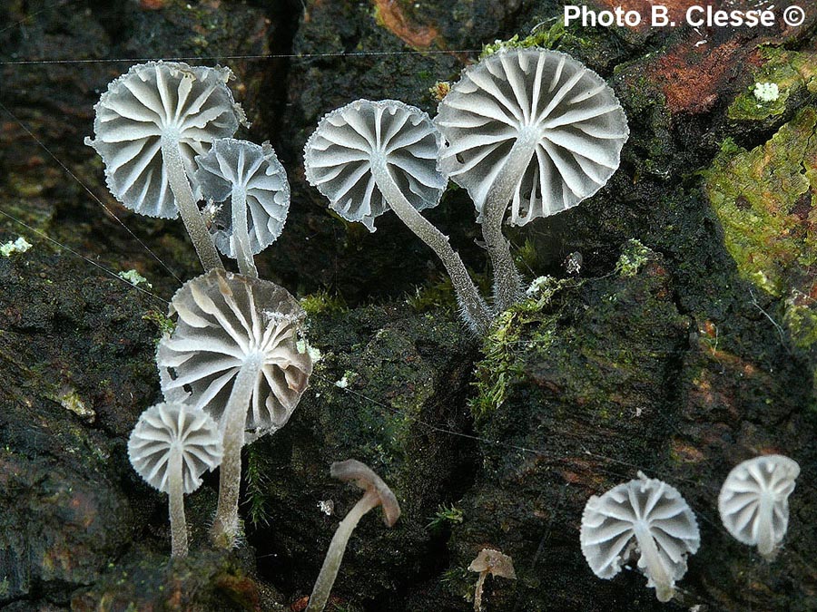 Mycena pseudocorticola