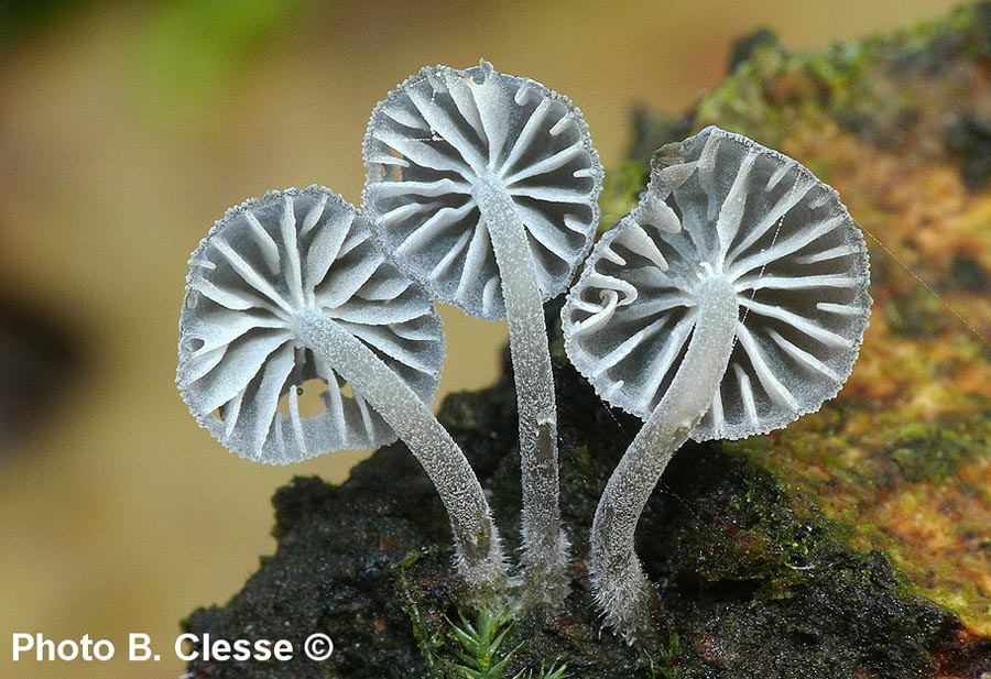 Mycena pseudocorticola