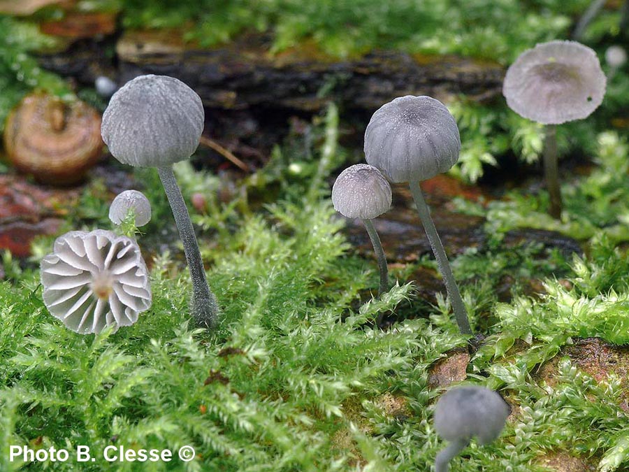 Mycena pseudocorticola