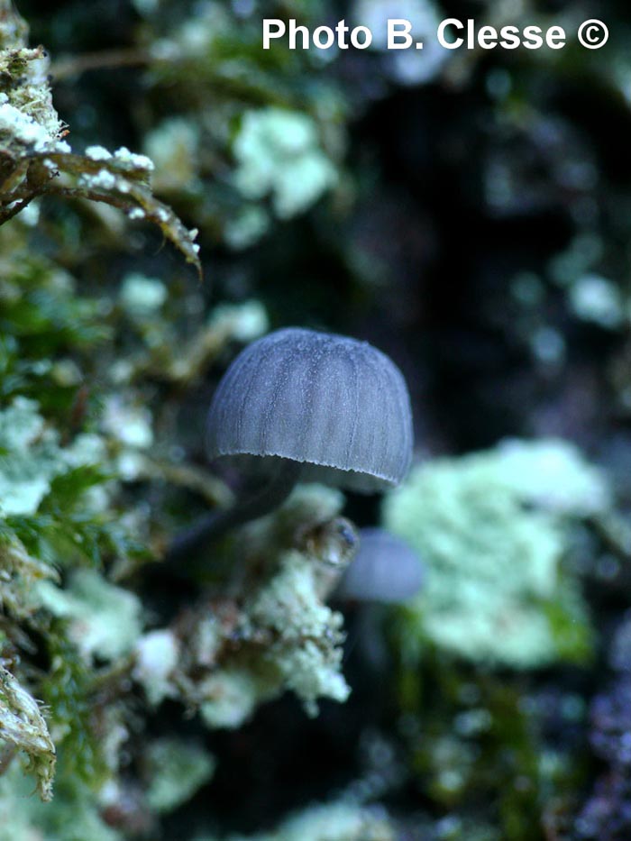 Mycena pseudocorticola