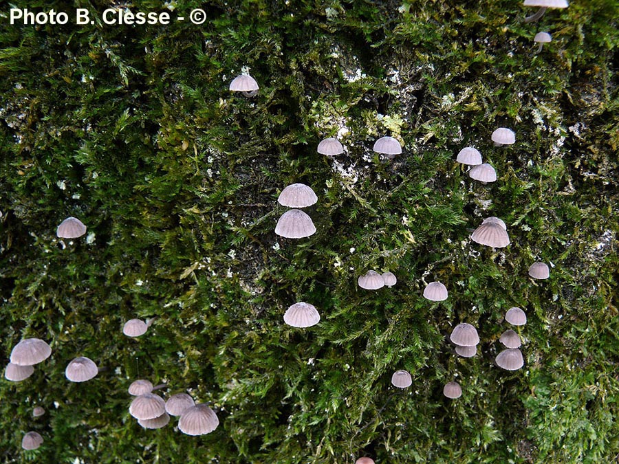 Mycena pseudocorticola