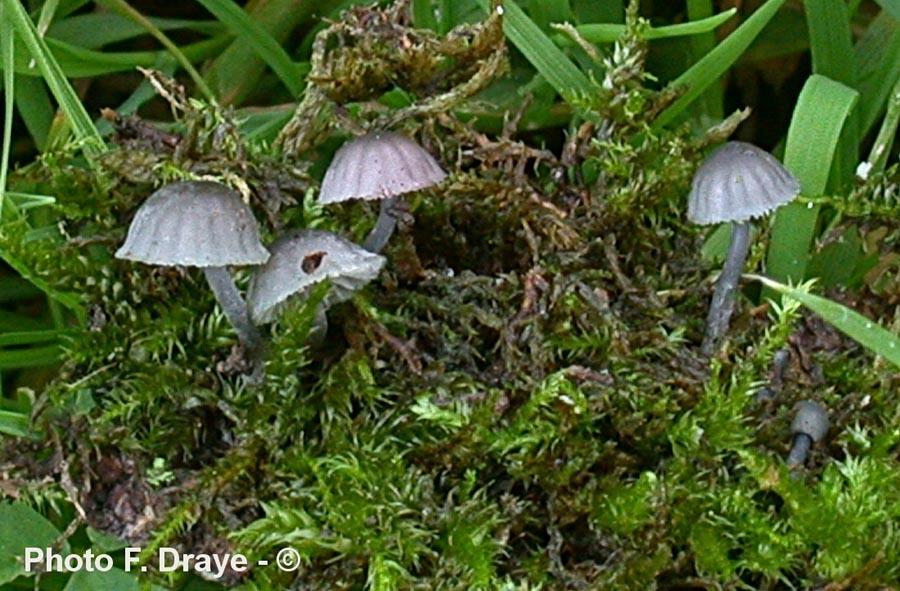 Mycena pseudocorticola