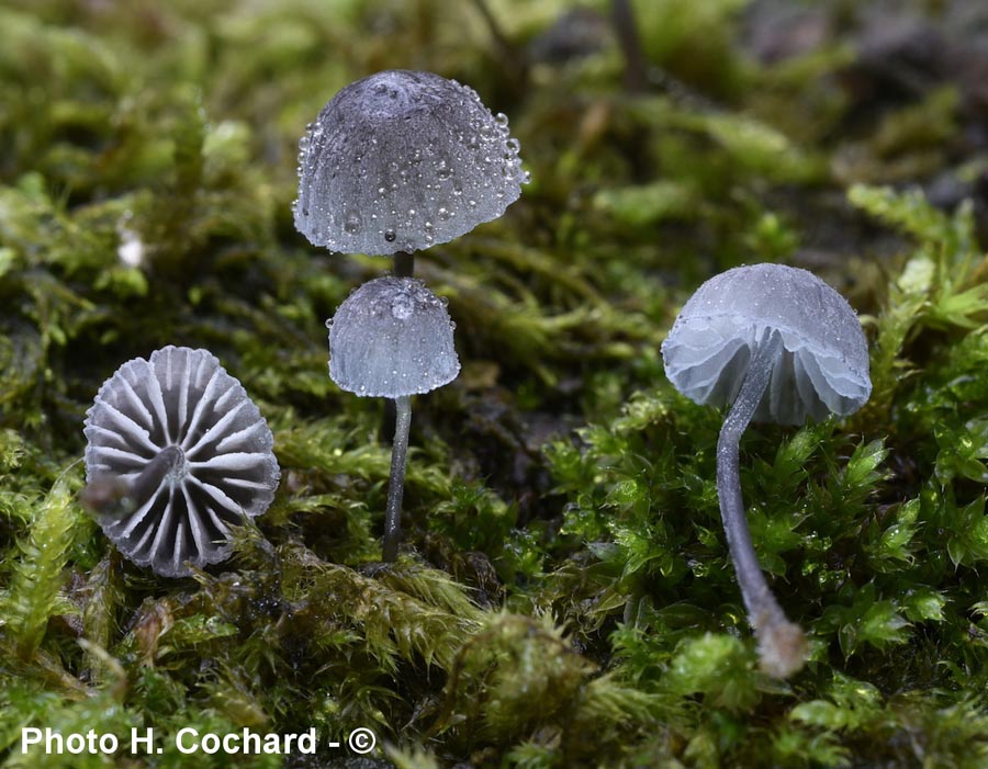 Mycena pseudocorticola