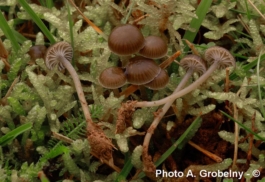 Mycena pseudopicta