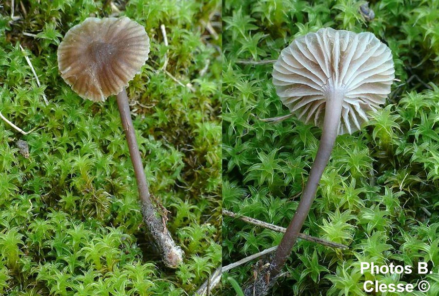 Mycena pseudopicta