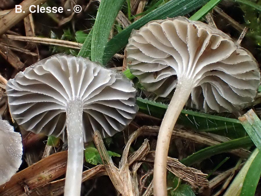 Mycena pseudopicta