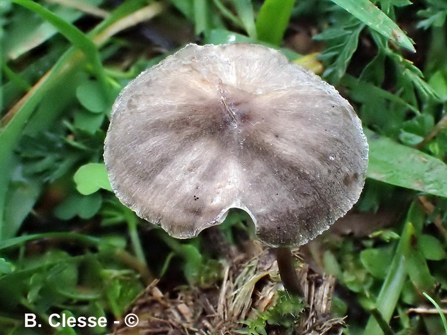 Mycena pseudopicta