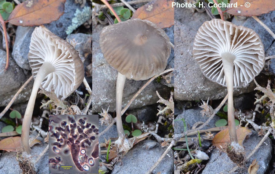 Mycena pseudopicta