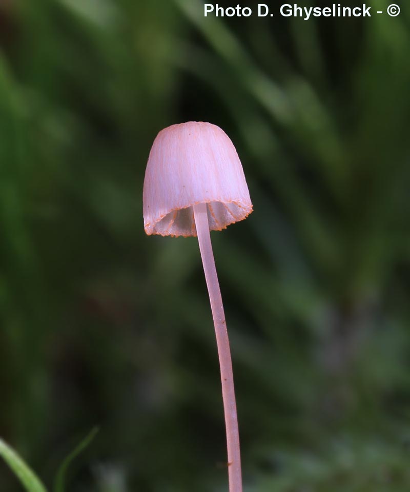 Mycena pterigena